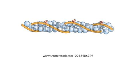 Scientific Designing Actin Filament Structure Colorful Stock Vector (Royalty Free) 2218486729 ...