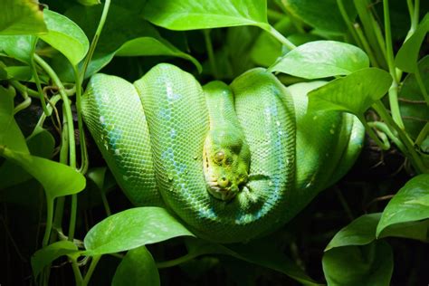 Reasons Why Your Snake Is Not Eating And How To Help Reptile Craze