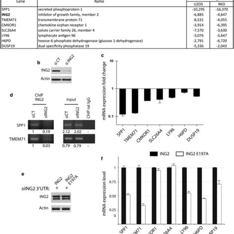 Ing2 Sumoylation Mediates Gene Expression A Summary Of Genes