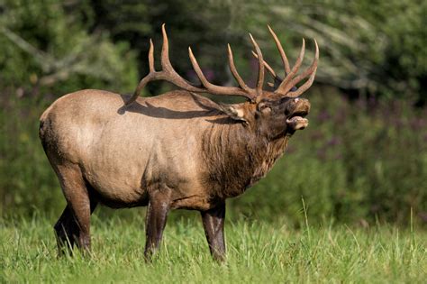 The Majestic Elk of the Smokies - Fryemont Inn