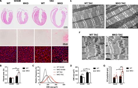 Figures And Data In Myopalladin Knockout Mice Develop Cardiac Dilation