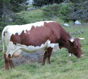 Blonde D Aquitaine Cattle Origin Characteristics Uses