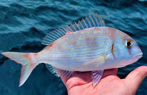 Red Porgycommon Seabream Facts Profile Traits Range Seafish