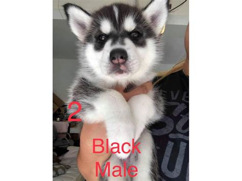 6 husky puppies for adoption Irvine - Puppies for Sale Near Me