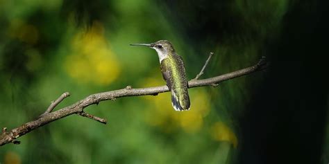 Follow this simple recipe for hummingbird nectar to attract hummingbirds to your backyard ...