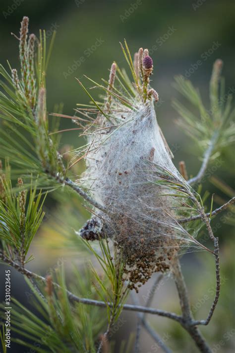 Nido De Procesionaria Del Pino Thaumetopoea Pityocampa Es Una Especie