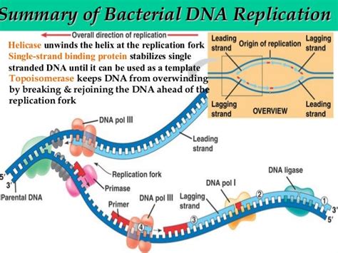 Ap Bio Ch 16 Part 2