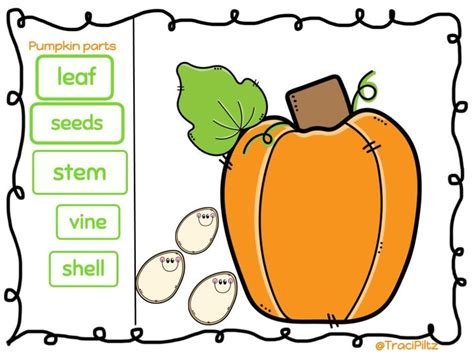 Image Result For Parts Of A Pumpkin Stem Seed Shell Vine Parts Of