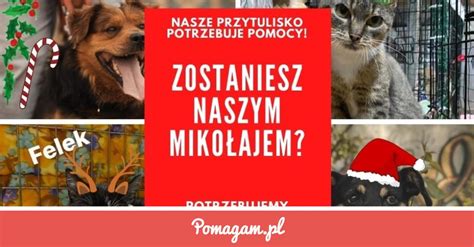 Zrzutka Na Przetrwa Zim Zosta Miko Ajem Stowarzyszenie Przygarnij