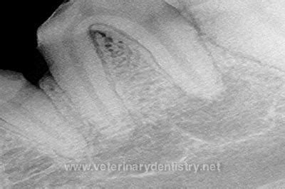 Veterinary Dentistry - Crown Fracture in Dog