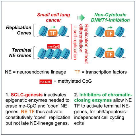 Neuroendocrine Lineage Commitment Of Small Cell Lung Cancers Can Be Leveraged Into P53