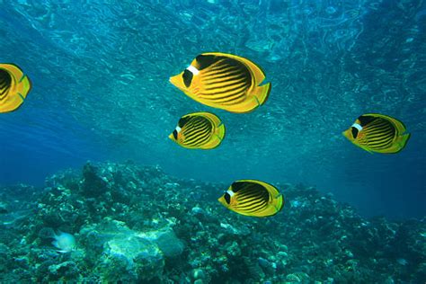 280+ Red Sea Butterflyfish Stock Photos, Pictures & Royalty-Free Images ...