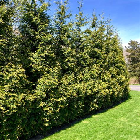 Buy Green Giant Arborvitae Online Shop Bay Gardens Online Nursery