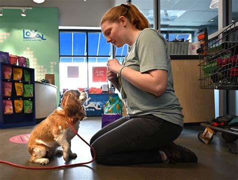 Pet Store Chain With 18 Stores In Mass Including Shrewsbury And Stow