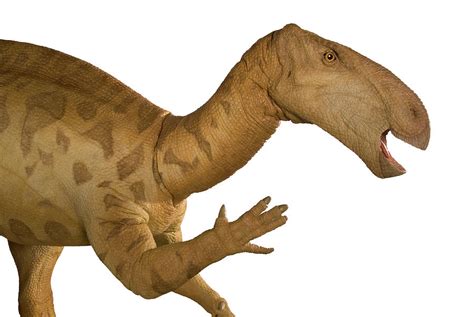 Iguanodon Dinosaur Model 7 By Science Photo Library