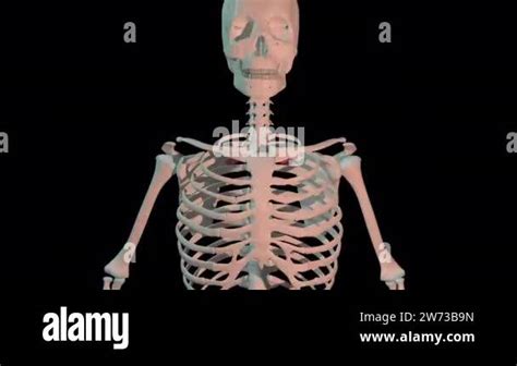 This 3d Animation Shows The Rhomboid Minor Muscles In Full Rotation