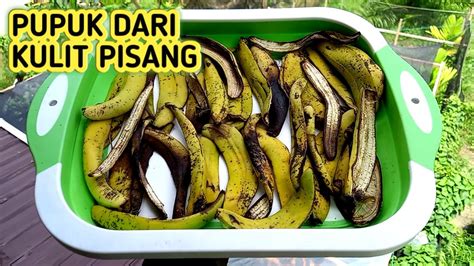 KULIT PISANG BISA JADI PUPUK ORGANIK CARA MEMBUAT PUPUK ORGANIK DARI