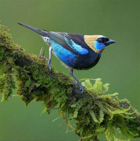 Golden Hooded Tanager Tangara Larvata This Colorful Medium Sized