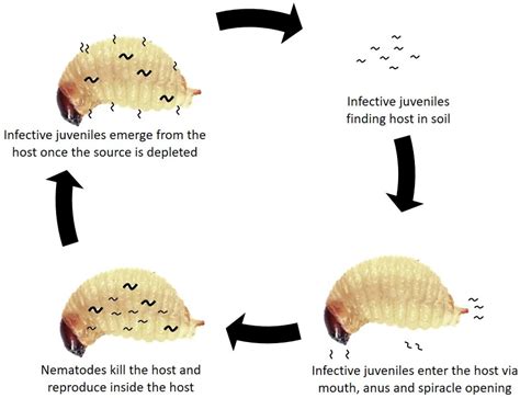 Insects Free Full Text A Review Of Entomopathogenic Nematodes As A