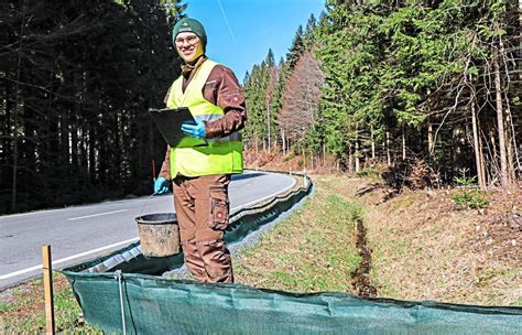 Kröten Frösche und Molche sind heuer zwei Wochen früher dran als üblich