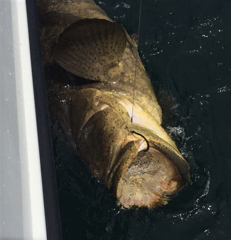 Goliath Grouper Fishing Clearwater FL | FishEye Sportfishing