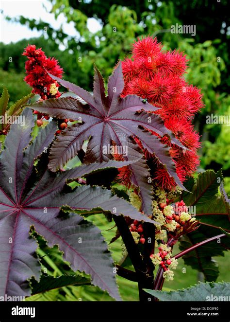 Planta De Ricino Ricinus Communis Carmencita Rojo Brillante