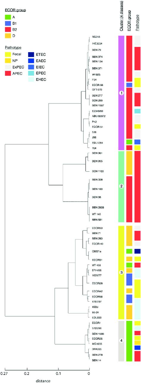 Dendrogram Obtained After Ascending Hierarchical Classification Of