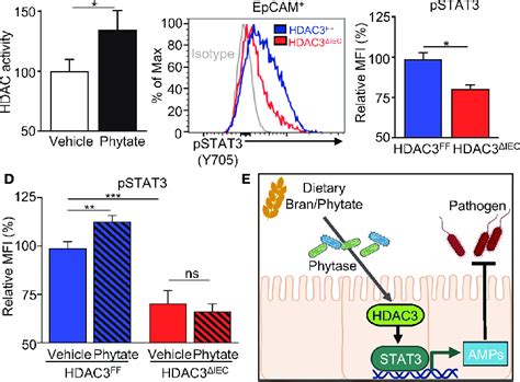 Phytate Mediated Epithelial Stat Activation Requires Hdac A