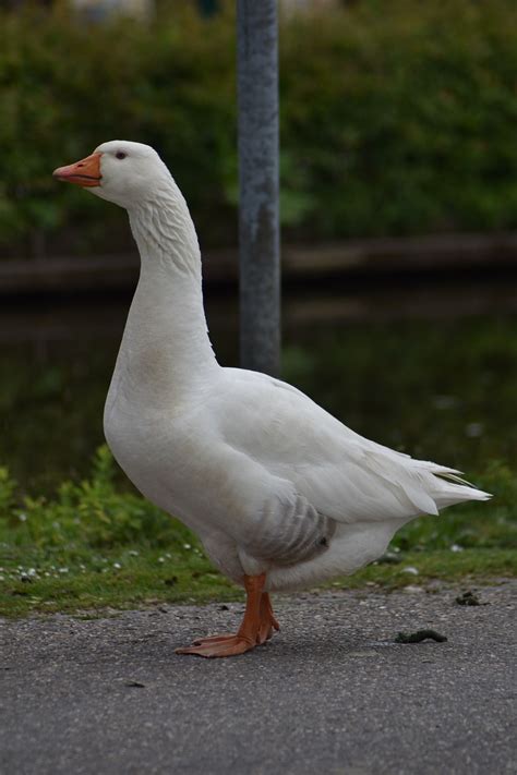 Ente Vogel Wasserv Gel Kostenloses Foto Auf Pixabay Pixabay