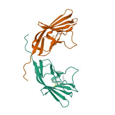 Rcsb Pdb Jjh Crystal Structure Of The D Domain From Human Nectin