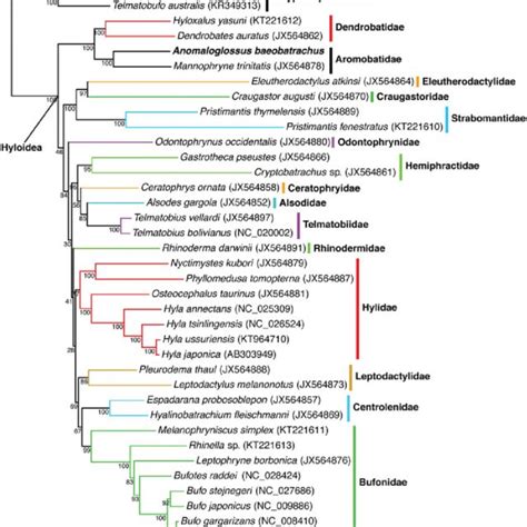 Maximum Likelihood Phylogeny Of Hyloidea Inferred With A Gtr G I