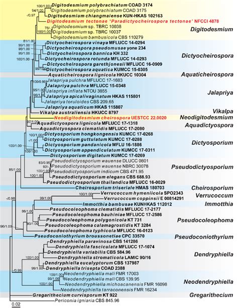 Phylogram Of The Best ML Tree Based On A Combined Dataset LSU ITS