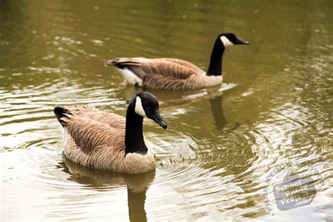 Canada Goose, FREE Stock Photo: Two Geese Swim in Lake Royalty-Free Animal Stock Image