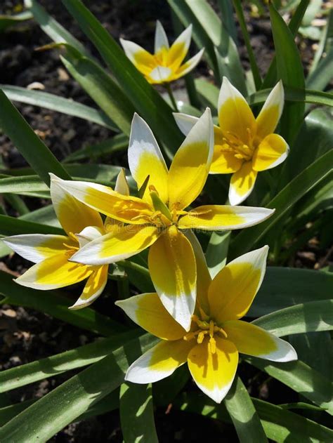 Grupo De Tulipas Amarelas Bonitas Em Um Parque Da Mola Foto De Stock