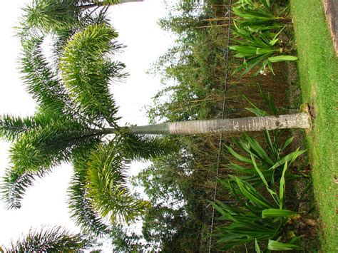 Plantfiles Pictures Wodyetia Species Foxtail Palm Wodyetia