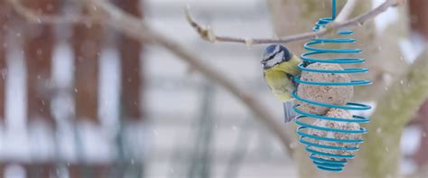 Top Tips for Feeding Birds in Winter - Garden tips - Garden Centres Canada