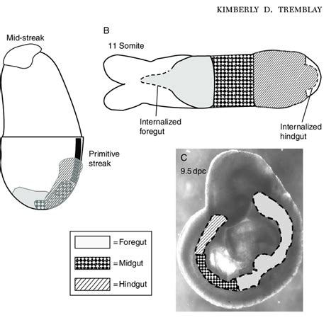 Orderly Emergence Of The Definitive Endoderm From The Primitive Streak