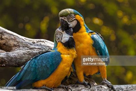 Parrot Breeding Photos and Premium High Res Pictures - Getty Images