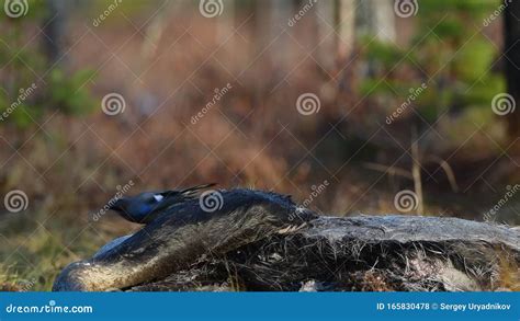 Eurasian Jay Pecks The Corpse Of An Moose Slow Motion The Eurasian