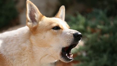 Dog Sounds The Sounds Our Dogs Do And What They Mean