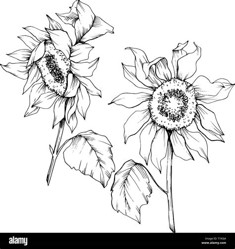 Vector Sunflower Floral Botanical Flowers Black And White Engraved Ink