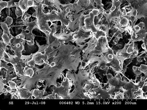 scanning electron microscopy sem   attached cell culture sem