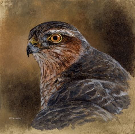 Portrait Of A Sparrow Hawk Esther Van Hulsen