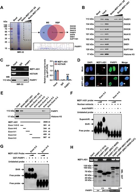 MZF1AS1 Physically Interacts With PARP1 In NB Cells A Mass