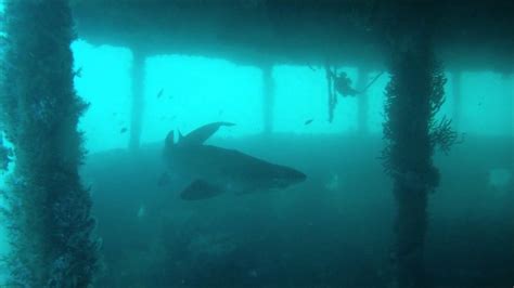 Scuba Diving With Sand Tiger Sharks On The Hyde Shipwreck North