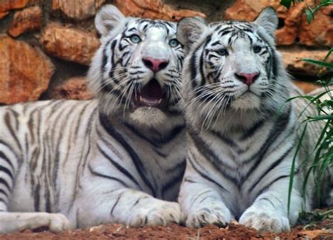 Tiger facts – Characteristics of Tigers | Beautiful cats, Tiger facts ...