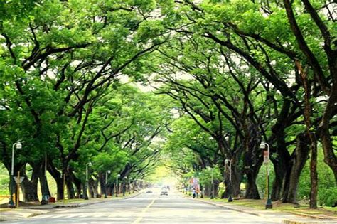 Up Diliman Up Diliman Quezon City Ervin Batacan Flickr