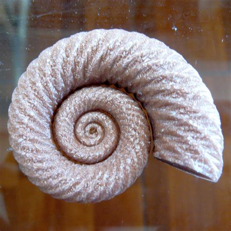 Ammonit, ammonite by 3dfan | Download free STL model | Printables.com