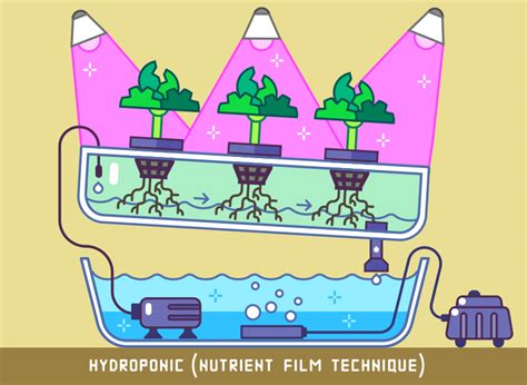 Nutrient Film Technique Nft