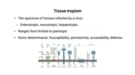 SOLUTION: Mechanism of pathogenesis of viral infections - Studypool